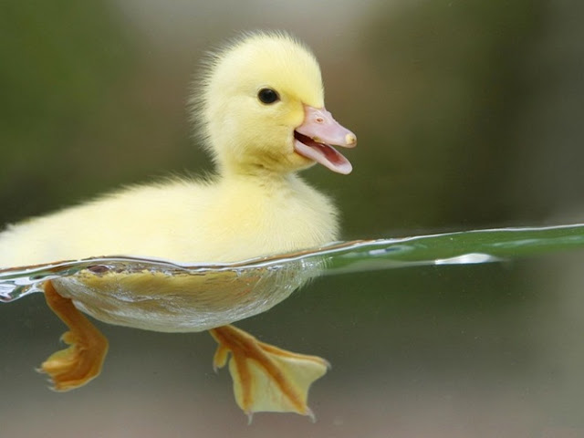 Duck tape measure