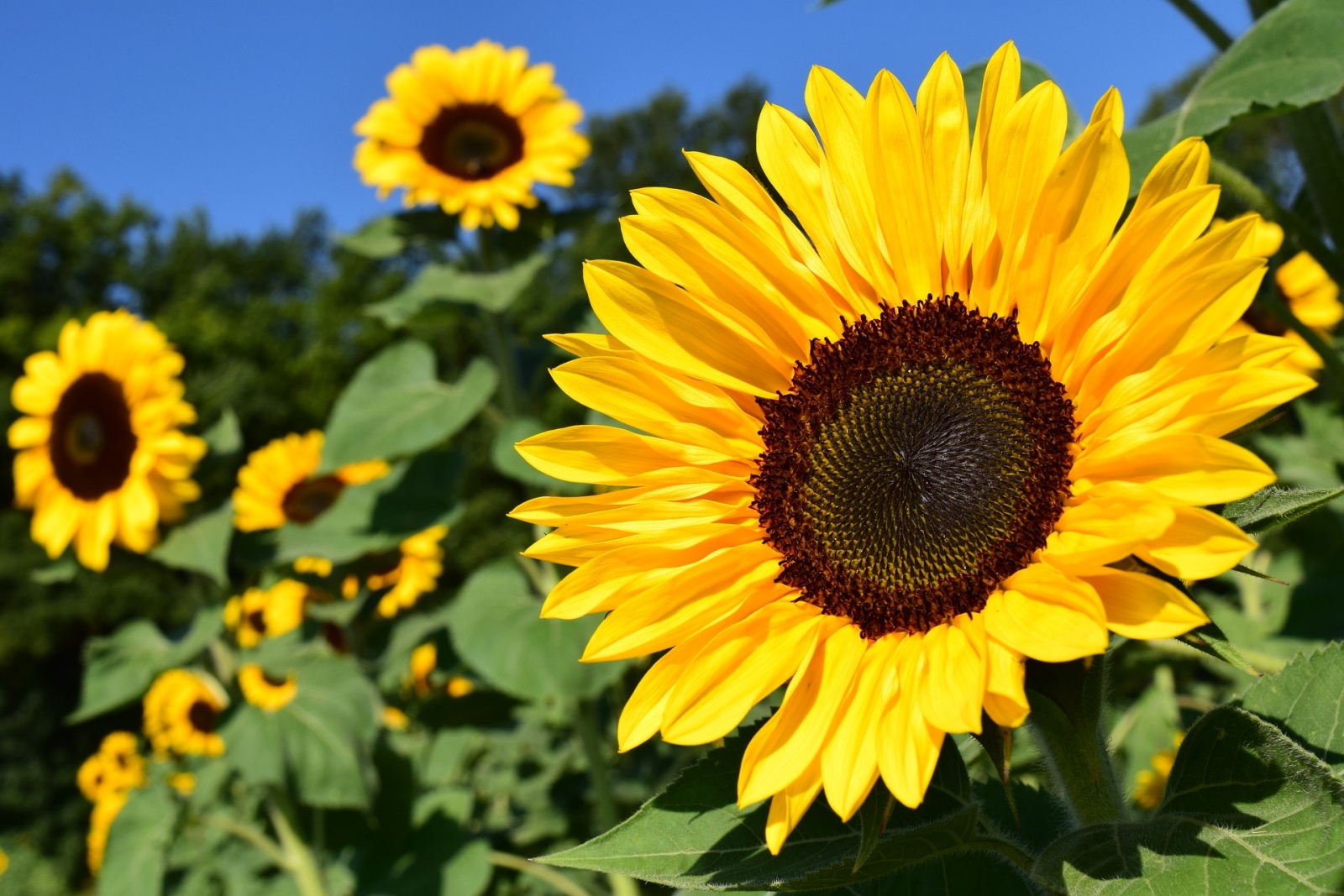 sunflowe tape measure